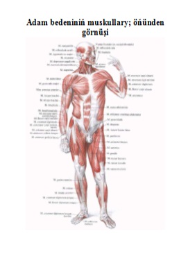 Adam bedeniniň muskullary